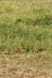 кормление попугаев, неразлучники, фото Маргариты Сарапаевой