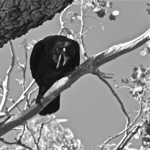 австралийская малая ворона (Corvus bennetti), бенеттов ворон