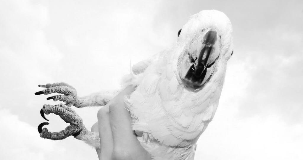 Сломанное крыло птицы: первая помощь и вопросы, которые возникают