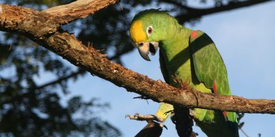 попугай амазон желтолобый суринамский содержание, кормение, купить, лечение, болезнии, агрессия