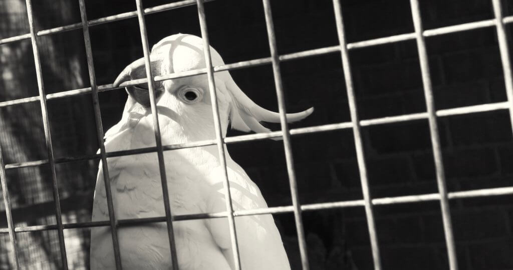 Осторожно орнитоз или почему опасно кормить голубей