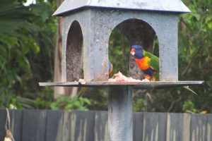 едят ли в природе попугаи мясо, исследовение радужных лорикетов в природе