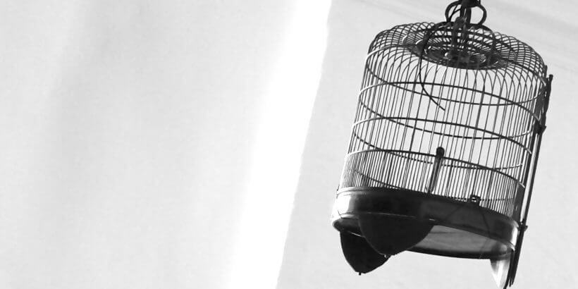 опасности для улетевшей птицы на улице, выживет ли попугай зимой на улице
