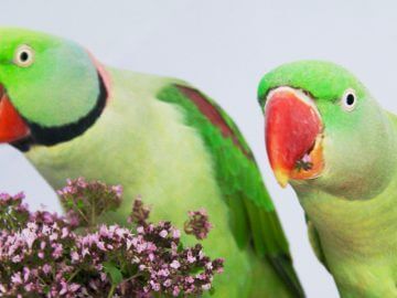 профилактика болезней и лечения попугаев, александрийские попугаи самец и самка, кормление, содержание, приручение