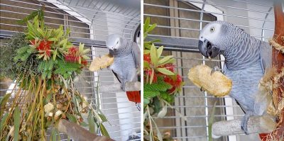 косточка манго для попугая жако