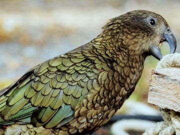 попугаи кеа и новокаледонские вороны запоминают нужные инструменты