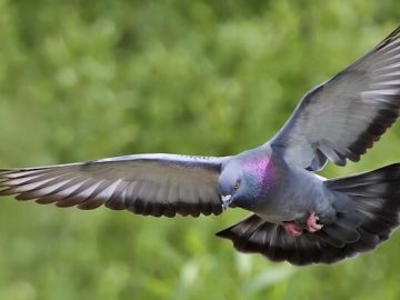 способности голубей, статья об исследованиях разумности голубей и их способности переключаться между задачами