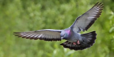 способности голубей, статья об исследованиях разумности голубей и их способности переключаться между задачами