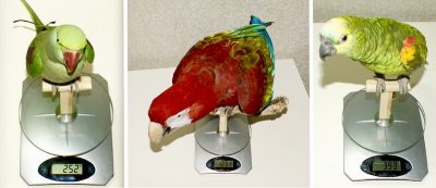 взвешивание александрийского попугая, ара, амазона на электронных весах дома