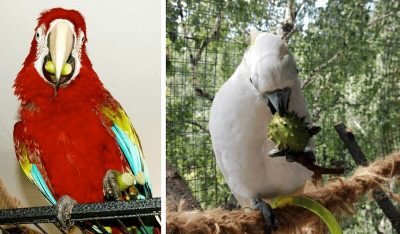желуди и каштаны для кормления попугаев ара и какаду