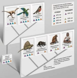 эволюция зрительных пигментов птиц и приматов