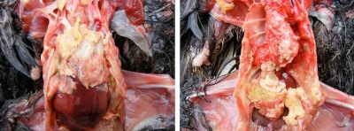 Микоплазмоз и орнитоз птиц на вскрытии. Сorvid Respiratory Syndrom.