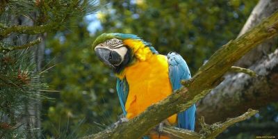 попугаи ара, как выглядят, видео попугаев ар в природе