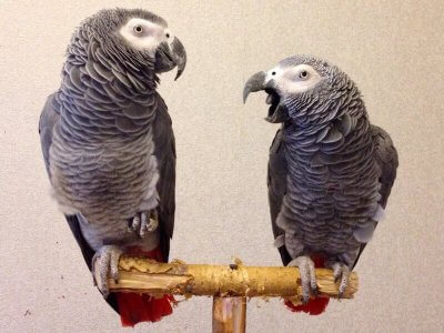 пара африканских краснохвостых попугаев