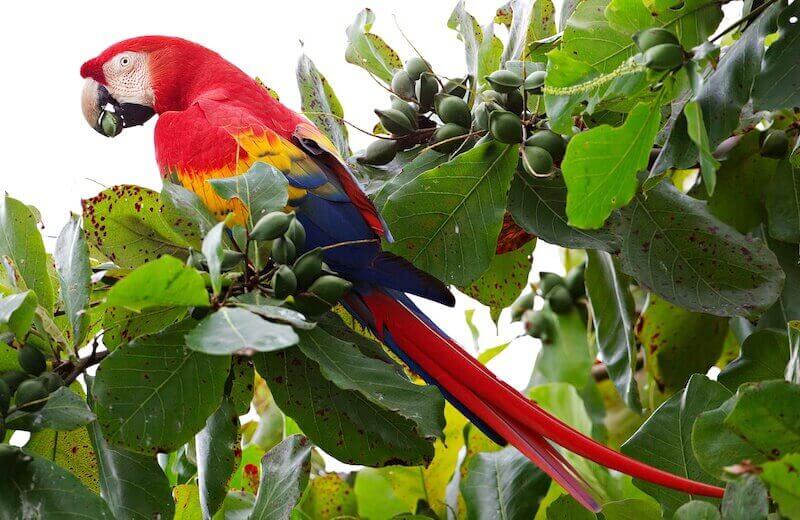 попугай красный ара макао в природе