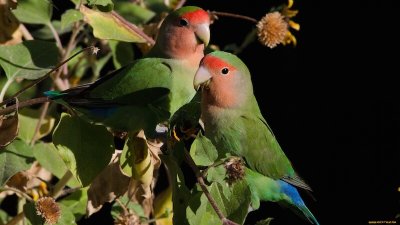 попугаи неразлучники в природе
