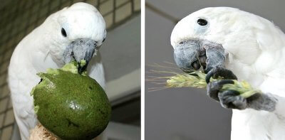 авокадо для попугая какаду