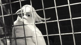 болезни попугаев, признаки, симтомы, лечение