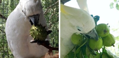 каштаны и зеленые яблоки в рационе попугаев какаду