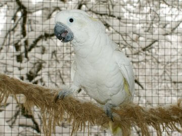 Лечение попугая какаду Несси от аспергиллеза