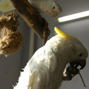 мыши в рационах попугаев какаду
