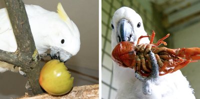 неспелый помидор и варенные раки в рационах попугая какаду