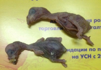 птенцы александрийских попугаев умерли в гнезде