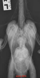 рентгендиагностика лечения попугая какаду от аспергиллеза