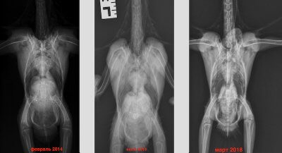 Рентген, лечение попугая какаду от аспергиллеза и самоощипывания
