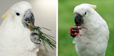 cocновая хвоя и бузина в кормах для попугаев какаду