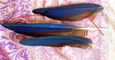 темные пятна на пере попугая ара