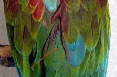 темные пятна на оперении попугая ара