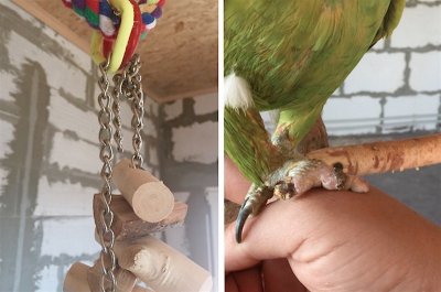 Травма лапы попугая амазона из-за цепочки на игрушке