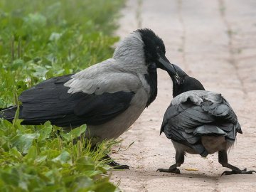взрослая ворона кормит птенца слетка