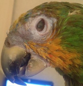 больной глаз попугая амазона панофтальмит