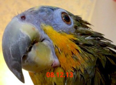 глаз попугая амазона больного аспергиллезом до лечения