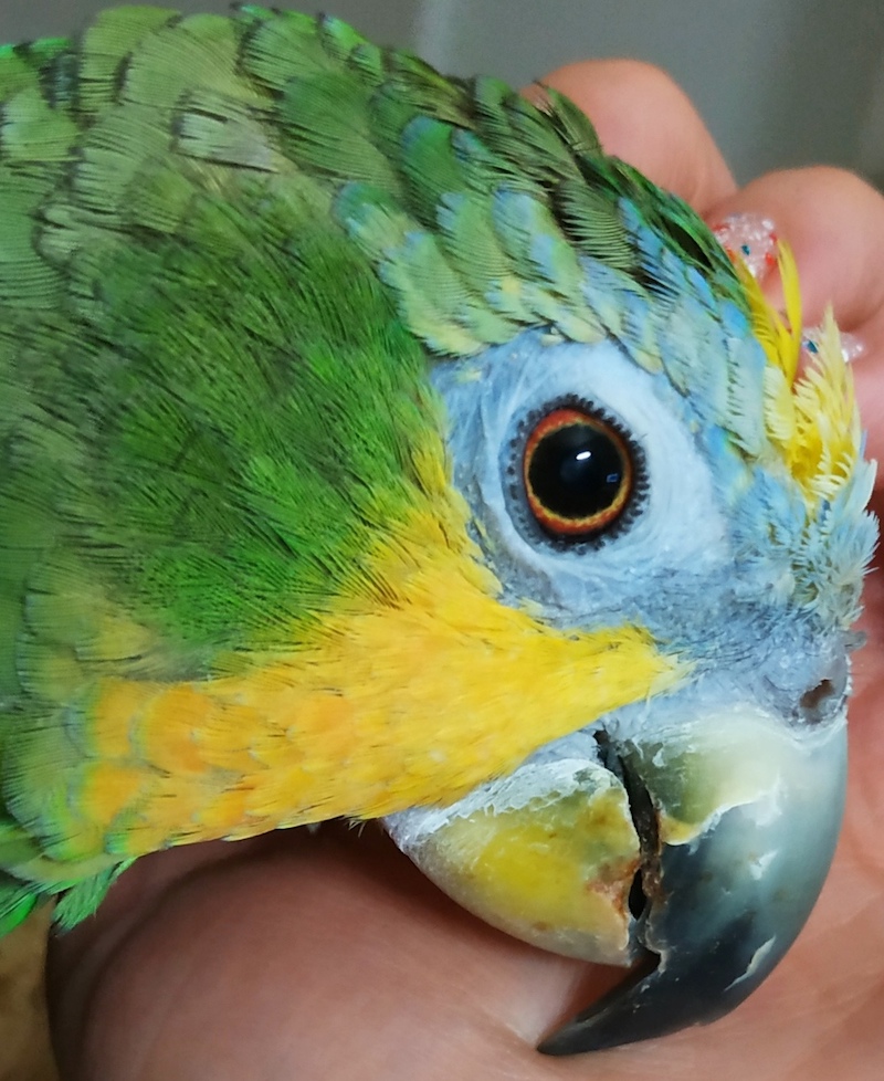 глаз попугая амазона