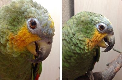 глаза и оперение попугая венесуэльского амазона,