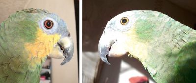 глаза попугая венесуэльского амазона, мутный хрусталик