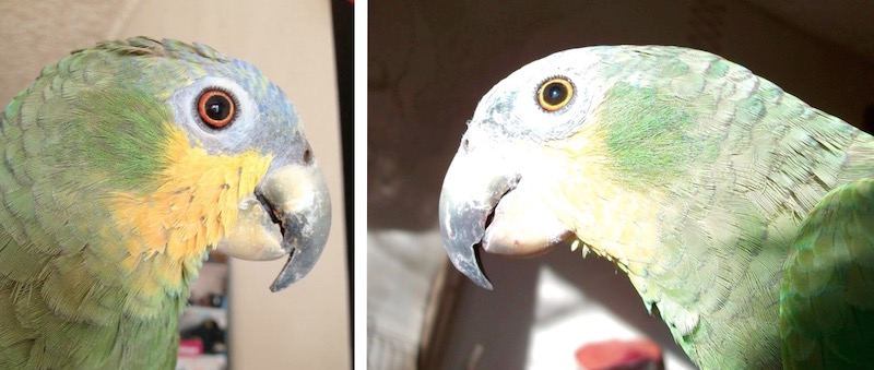 мутный хрусталик глаза попугая амазона
