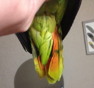 хвостовое перо попугая амазона