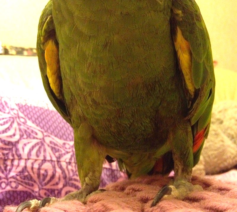 изменение цвета пера попугая после ингаляции клотримазола