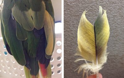 как меняется перо попугая в процессе лечения