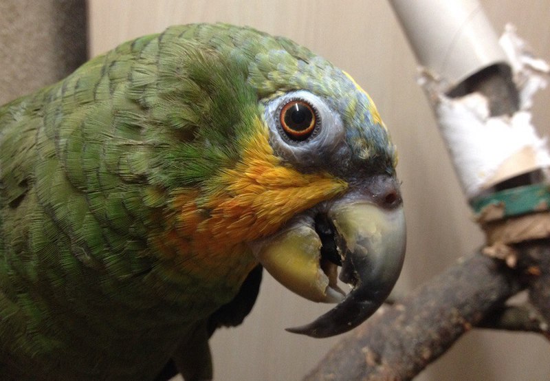 лечение попугая амазона от аспергиллеза, глаз опух