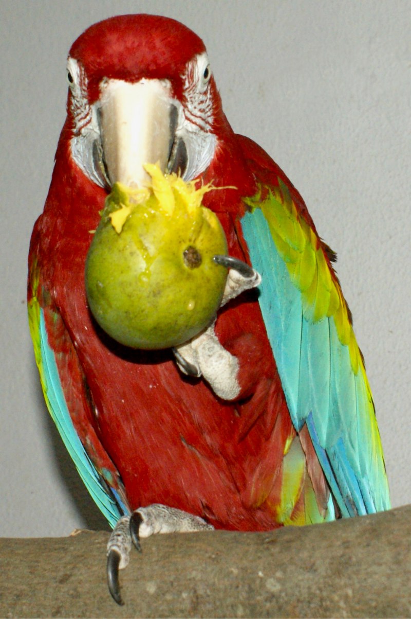 манго для попугая ара
