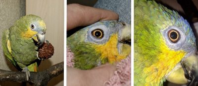 мутный хрусталик левого глаза попугая амазона