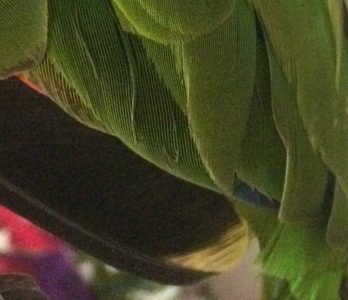 перо попугая амазона