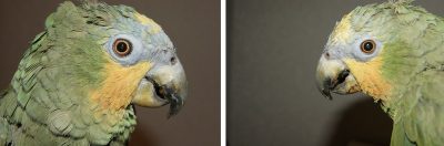 помутнение хрусталика глаза попугая амазона, катаракта
