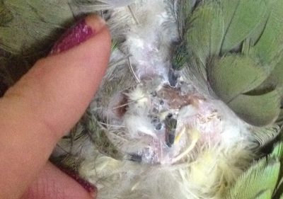 попугай амазон выщипал перо на шее лечение