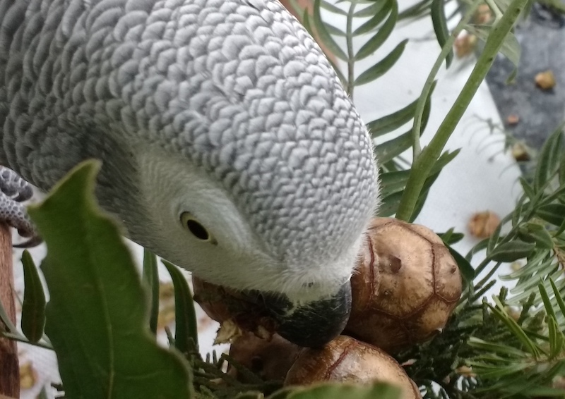 попугай жако ест шишки кипариса